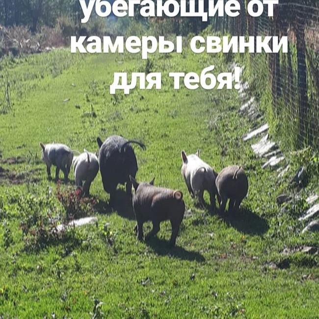 Беглецы из Гузерипля
