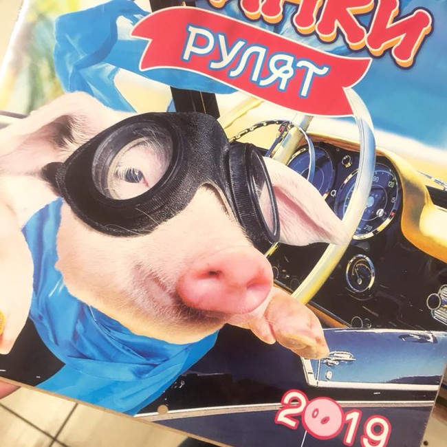 Свинки рулят